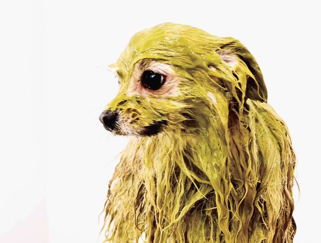 人気オプション／アーユルヴェーダハーブパック